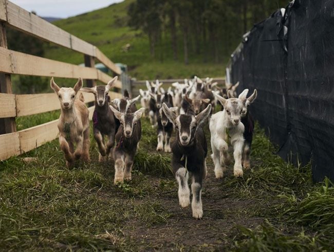 Leap Farm Tongola Goat Cheese Tasmania