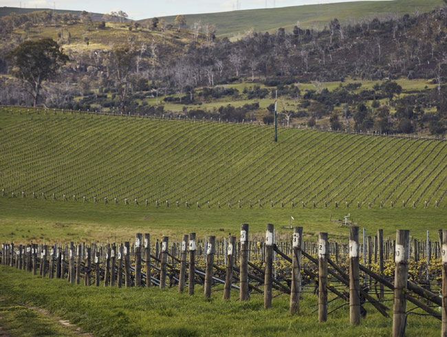 Meadowbank Vineyard local Tasmania wine