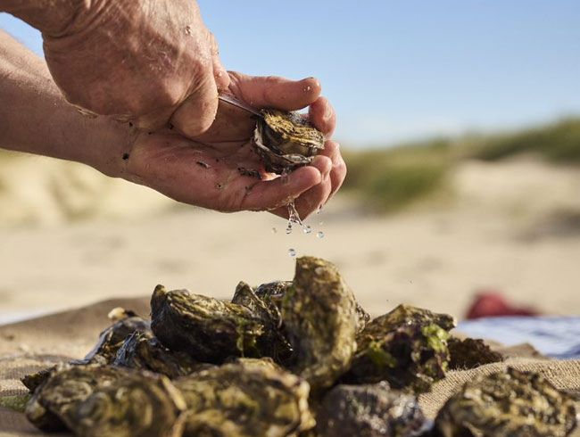 oysters in Tasmania - Tasmanian Oyster Company
